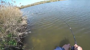 Осётры и карпы на острую колбасу. Ловля на флэт метод фидер. Часть 1