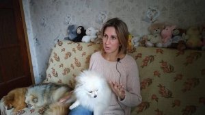Пищевая аллергия у собак. Аллергия у шпица.