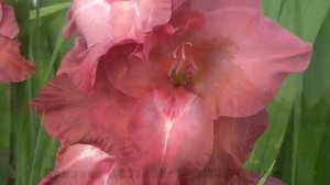 Гладиолусы 11 Коллекционные сорта mirgladiolus.ru