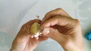 Как сделать поделку из ракушек/Свинки из ракушек