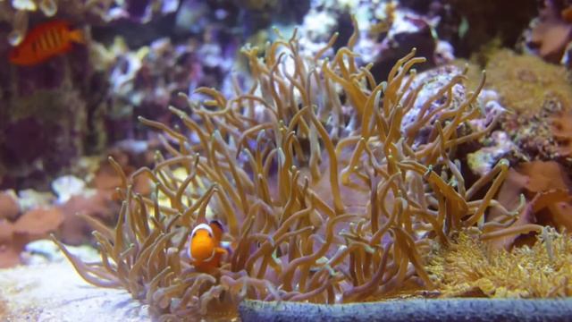 ULTRA RELAXING MUSIC to calm the mind, stop thinking • Music to sleep, soul and body смотреть онлайн