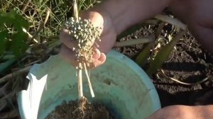 Как собрать семена лука. Сбор чернушки
