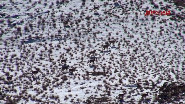 Горная охота Эдуарда Бендерского. Исфаханский муфлон в Иране смотреть онлайн