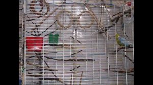 волнистые попугаи, два самца веселятся