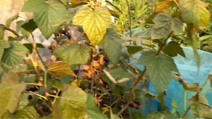 100% защита чёрной смородины от стеклянницы!