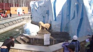 Спаривание белых медведей в новосибирском зоопарке