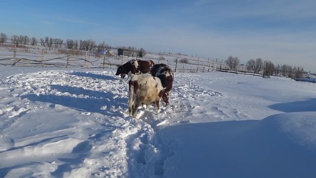 Ура ! Мы опять гуляем . Кулёк звезда ! смотреть онлайн