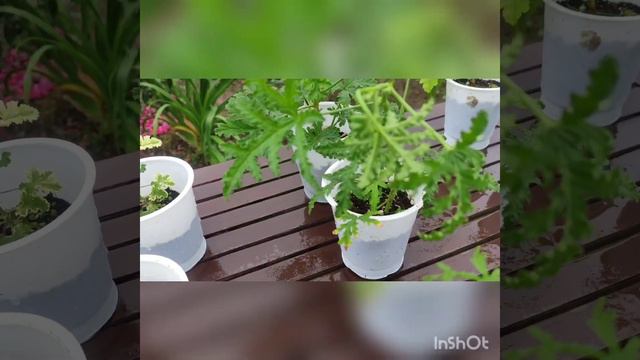 Подросшие черенки душистых пеларгония на 29 июля 2023г. смотреть онлайн