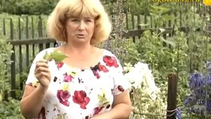 Лечебный чай из лофанта