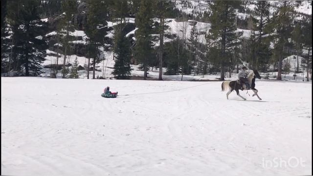 TWH-Tennessee Walking Horse-Trail Horse-Hunting Horse-Safe Horse-All Breed Gaited Horse Sale—field смотреть онлайн