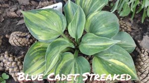 Хоста сорт Blue Cadet Streaked посажен в этом году в моем саду