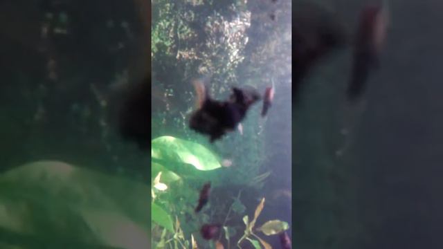 баллоны(черный,белый и желтый) смотреть онлайн