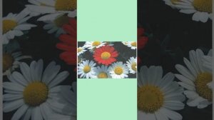 Кызыл ромашка. Муса Җәлил