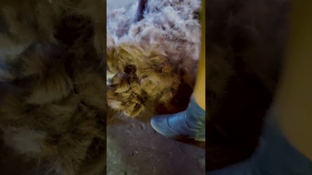 Бабулька 33я весна. Ну полнейший пансион