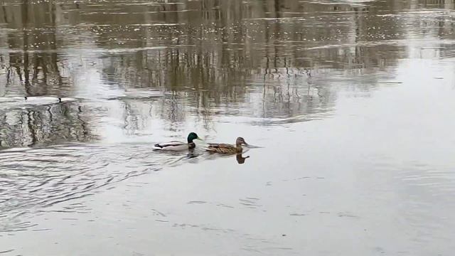 Затопленный Бристоль и лестница к Бежицкому пляжу. Паводок Брянск 2023 смотреть онлайн