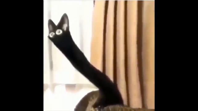 Distorted black cat meme (Content Aware Scale) смотреть онлайн