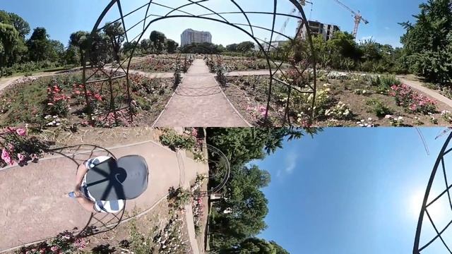 Видео 360, Одесса июнь 2018, Розарий в Ботаническом саду смотреть онлайн