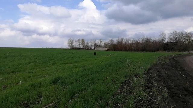 Испанская водяная собака по кличке Никс. Прогулка. смотреть онлайн