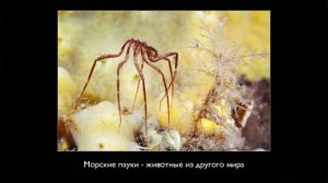 Александр Семенов. Подводный мир Белого моря