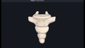 Копчик (Coccygis) 3D Анатомия