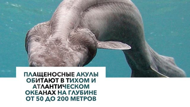 5 доисторических животных, доживших до наших дней