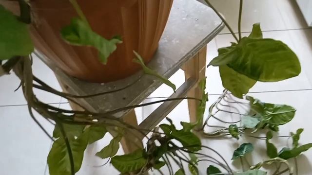 Обычный вид сингониума,можно превратить в шикарное украшение вашего дома смотреть онлайн