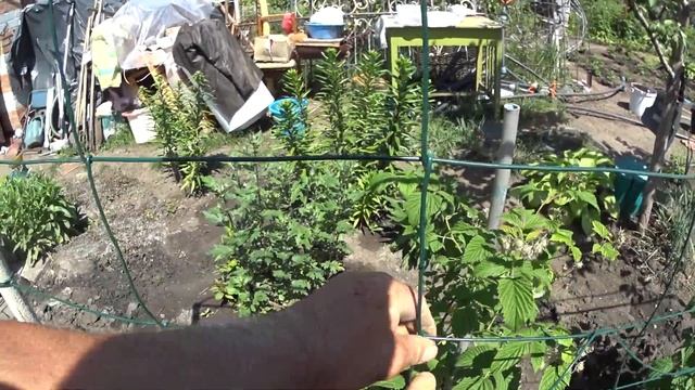 ШПАЛЕРА ДЛЯ МАЛИНЫ.