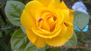 Роза флорибунда Артур Белл (rose arthur bell) ? обзор: как сажать, саженцы розы Артур Белл