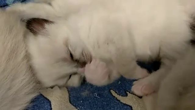 Невская маскарадная. сосёт пальчик 😍😍😍 смотреть онлайн