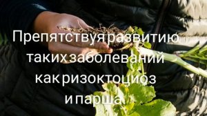 Редька масличная - для глинистой почвы то, что надо