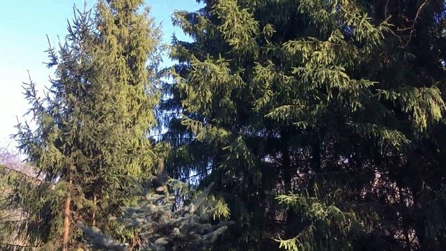 Звуки живого леса, пение птиц, первые весенние цветы. ? Релакс смотреть онлайн