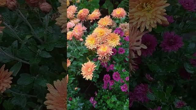Хризантемы ? цветут на даче смотреть онлайн