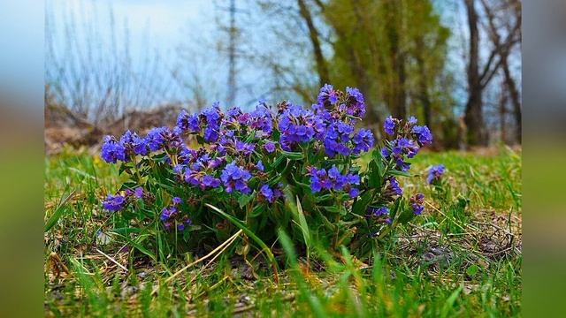 Растения для сада с декоративными листьями