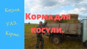 Зарабатываем разрешение на добычу косули