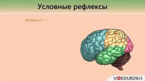 Врождённые и приобретённые формы поведения