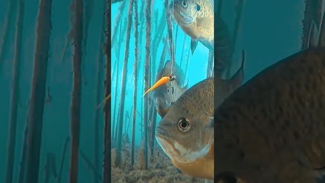 Sunfish fishing #рыбалка #fishing #angeln #fisch #fish #pescaria #camera