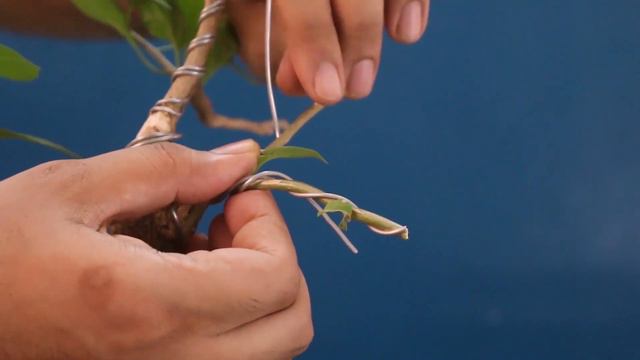 Bougainvillea Bonsai | Bonsai Styling | Wiring | Pruning | Defoliation | Tutorials for Beginners