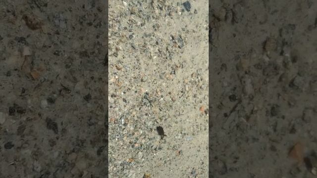 Водяной жук. смотреть онлайн