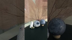 Интересно о красивом,полезном и магическом. Целестин