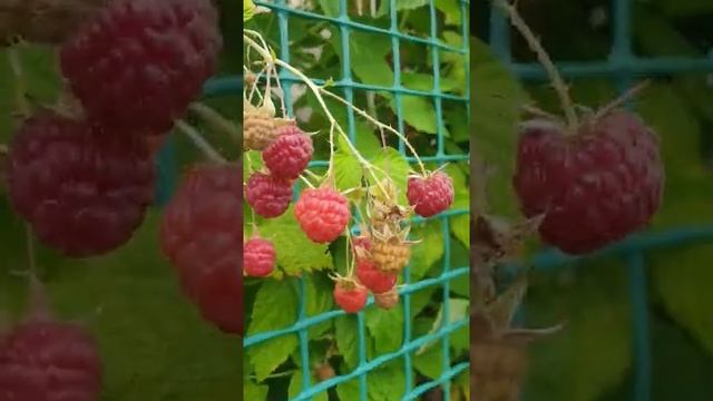 Малинка пошла ?#shorts смотреть онлайн