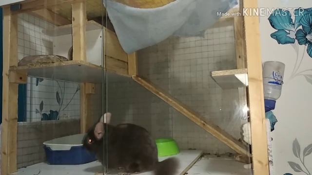 Ссаживание разнополых шиншилл. смотреть онлайн