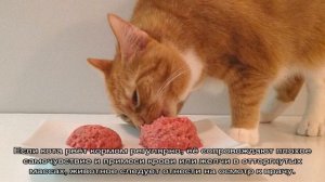 Почему кошка блюет после сухого корма