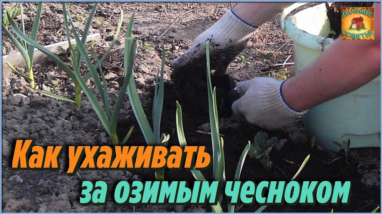 Как ухаживать за озимым чесноком Весенние подкормки чеснока Дачные советы и рекомендации