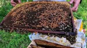 С хозяином на пасеке ищем матку. Пчелиные истории