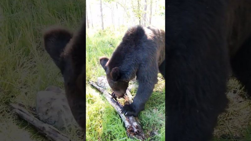 У медведей начало серьёзное.