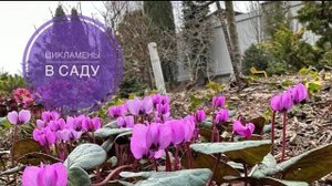 Цикламены для Подмосковного сада