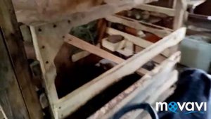 Обрезка маньчжурского ореха/ козы гуляют/ заготовка травы, дожди.