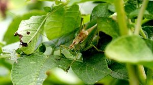 Певчий кузнечик.Tettigonia cantans. Насекомые Беларуси.