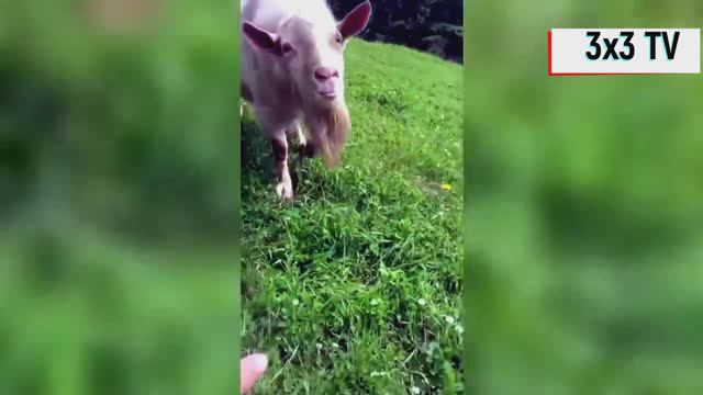 LOL приколы ХD смотреть онлайн