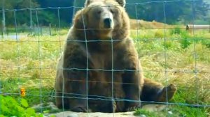 Kodiak Bear Waving